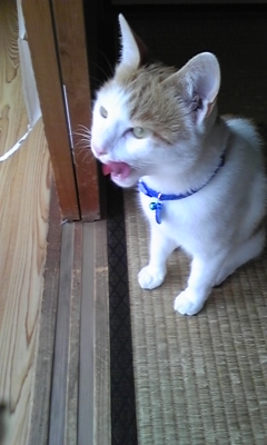 �F�ƒK�ƈ��L(�l���������r�s�d�k�k�`)�̐���