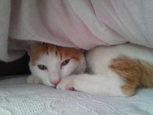 �F�ƒK�ƈ��L(�l���������r�s�d�k�k�`)�̐���