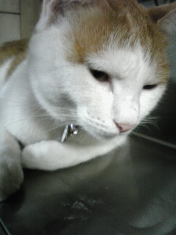 �F�ƒK�ƈ��L(�l���������r�s�d�k�k�`)�̐���