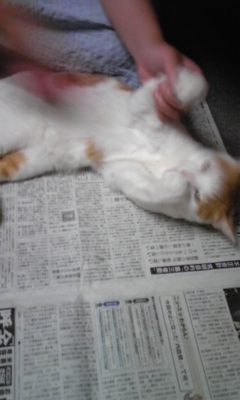 �F�ƒK�ƈ��L(�l���������r�s�d�k�k�`)�̐���