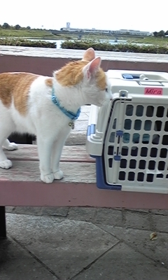 �F�ƒK�ƈ��L(�l���������r�s�d�k�k�`)�̐���