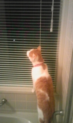 �F�ƒK�ƈ��L(�l���������r�s�d�k�k�`)�̐���