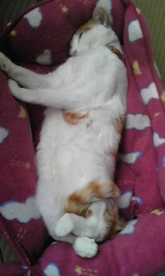 �F�ƒK�ƈ��L(�l���������r�s�d�k�k�`)�̐���