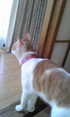 �F�ƒK�ƈ��L(�l���������r�s�d�k�k�`)�̐���