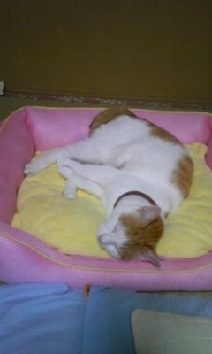 �F�ƒK�ƈ��L(�l���������r�s�d�k�k�`)�̐���