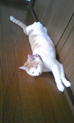 �F�ƒK�ƈ��L(�l���������r�s�d�k�k�`)�̐���