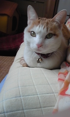 �F�ƒK�ƈ��L(�l���������r�s�d�k�k�`)�̐���