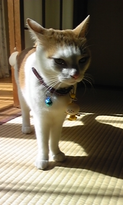 �F�ƒK�ƈ��L(�l���������r�s�d�k�k�`)�̐���