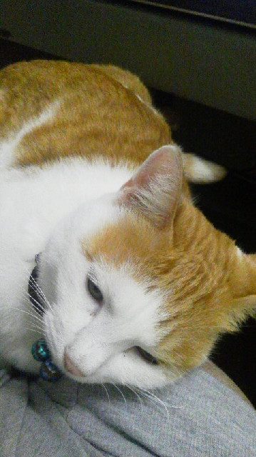 �F�ƒK�ƈ��L(�l���������r�s�d�k�k�`)�̐���