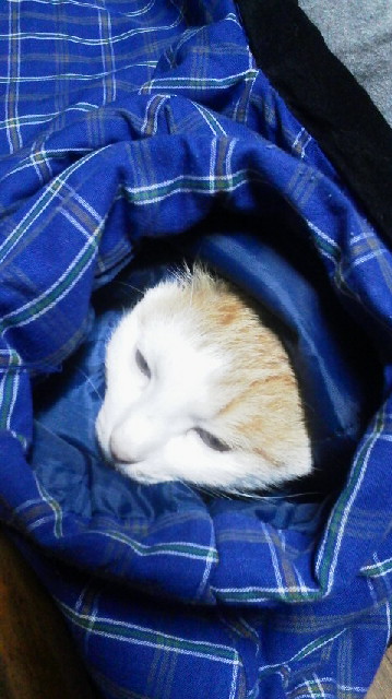 �F�ƒK�ƈ��L(�l���������r�s�d�k�k�`)�̐���