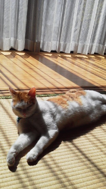 �F�ƒK�ƈ��L(�l���������r�s�d�k�k�`)�̐���