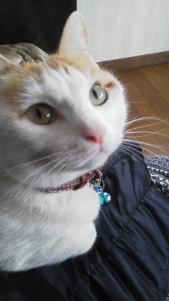 �F�ƒK�ƈ��L(�l���������r�s�d�k�k�`)�̐���