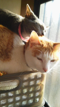 �F�ƒK�ƈ��L(�l���������r�s�d�k�k�`)�̐���