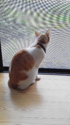 �F�ƒK�ƈ��L(�l���������r�s�d�k�k�`)�̐���