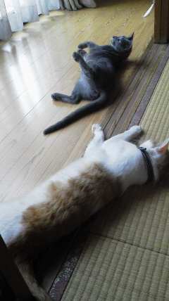 �F�ƒK�ƈ��L(�l���������r�s�d�k�k�`)�̐���