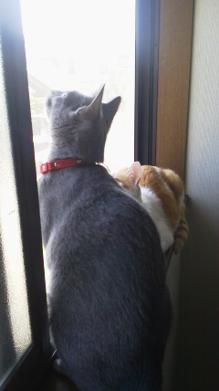 �F�ƒK�ƈ��L(�l���������r�s�d�k�k�`)�̐���