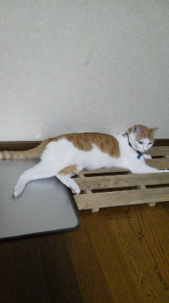 �F�ƒK�ƈ��L(�l���������r�s�d�k�k�`)�̐���