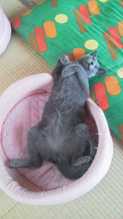 �F�ƒK�ƈ��L(�l���������r�s�d�k�k�`)�̐���