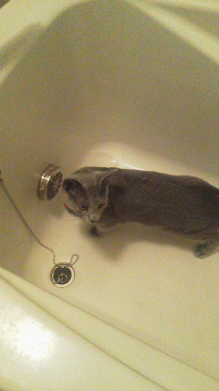 �F�ƒK�ƈ��L(�l���������r�s�d�k�k�`)�̐���