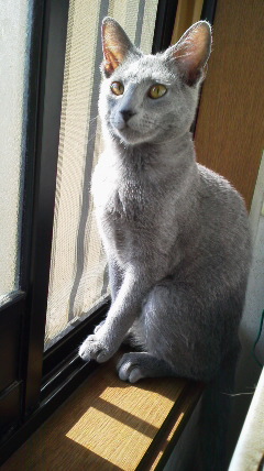 �F�ƒK�ƈ��L(�l���������r�s�d�k�k�`)�̐���