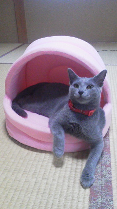 �F�ƒK�ƈ��L(�l���������r�s�d�k�k�`)�̐���