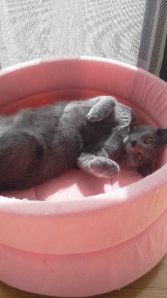 �F�ƒK�ƈ��L(�l���������r�s�d�k�k�`)�̐���