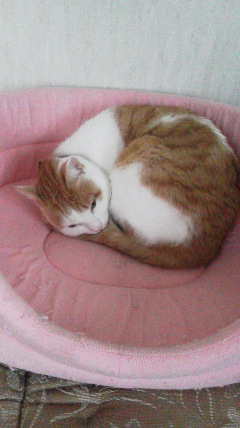 �F�ƒK�ƈ��L(�l���������r�s�d�k�k�`)�̐���