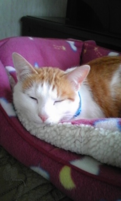 �F�ƒK�ƈ��L(�l���������r�s�d�k�k�`)�̐���