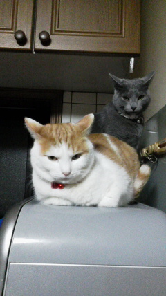 �F�ƒK�ƈ��L(�l���������r�s�d�k�k�`)�̐���