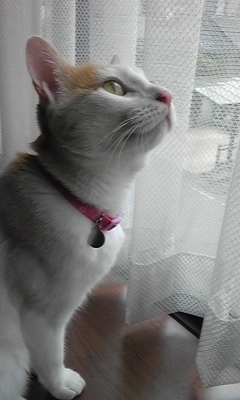 �F�ƒK�ƈ��L(�l���������r�s�d�k�k�`)�̐���