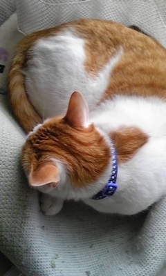 �F�ƒK�ƈ��L(�l���������r�s�d�k�k�`)�̐���