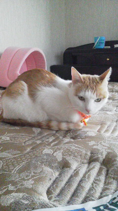 �F�ƒK�ƈ��L(�l���������r�s�d�k�k�`)�̐���