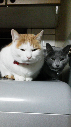 �F�ƒK�ƈ��L(�l���������r�s�d�k�k�`)�̐���