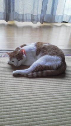 �F�ƒK�ƈ��L(�l���������r�s�d�k�k�`)�̐���