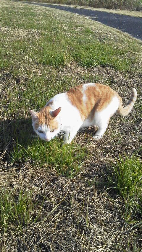 �F�ƒK�ƈ��L(�l���������r�s�d�k�k�`)�̐���