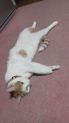 �F�ƒK�ƈ��L(�l���������r�s�d�k�k�`)�̐���