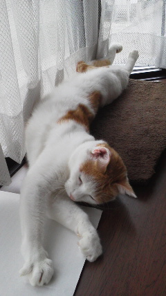 �F�ƒK�ƈ��L(�l���������r�s�d�k�k�`)�̐���