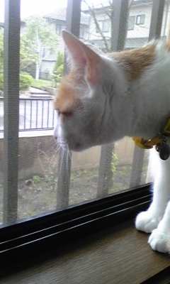 �F�ƒK�ƈ��L(�l���������r�s�d�k�k�`)�̐���