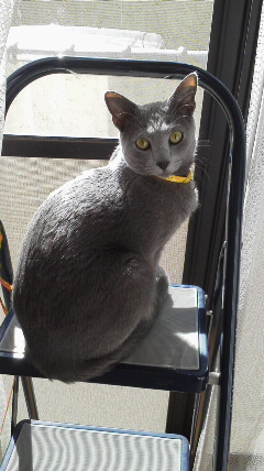 �F�ƒK�ƈ��L(�l���������r�s�d�k�k�`)�̐���