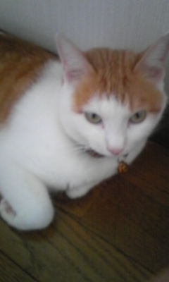 �F�ƒK�ƈ��L(�l���������r�s�d�k�k�`)�̐���