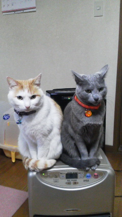 �F�ƒK�ƈ��L(�l���������r�s�d�k�k�`)�̐���