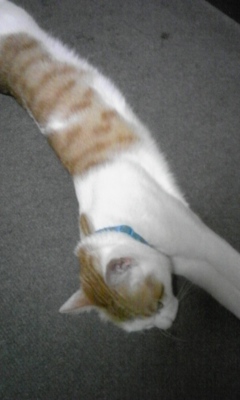 �F�ƒK�ƈ��L(�l���������r�s�d�k�k�`)�̐���