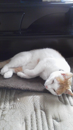 �F�ƒK�ƈ��L(�l���������r�s�d�k�k�`)�̐���