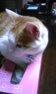 �F�ƒK�ƈ��L(�l���������r�s�d�k�k�`)�̐���