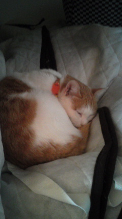 �F�ƒK�ƈ��L(�l���������r�s�d�k�k�`)�̐���