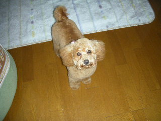 ���r�A�g���̍U���I�Ȗ���