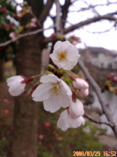 ���r�A�g���̍U���I�Ȗ���