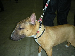 ���r�A�g���̍U���I�Ȗ���