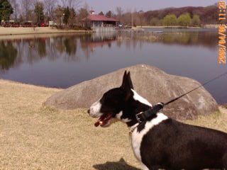 ���r�A�g���̍U���I�Ȗ���