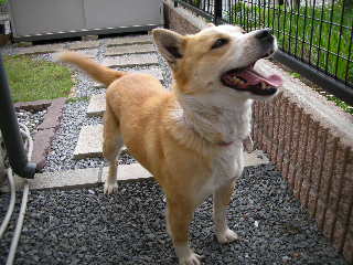 ���r�A�g���̍U���I�Ȗ���